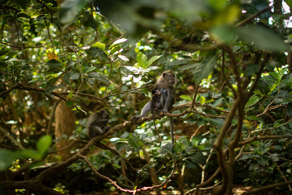 copywriting social apes marketing